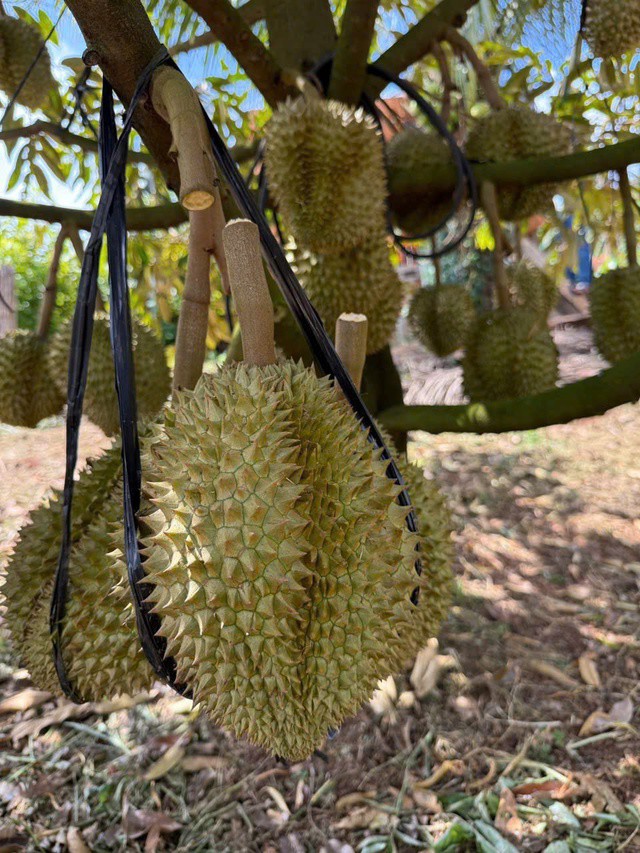 Trong những năm gần đây, sầu riêng cũng nổi lên như một mặt hàng nông sản xuất khẩu chủ lực của Việt Nam.