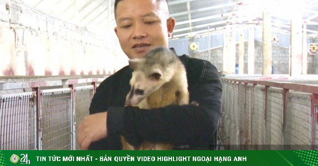 Nông dân xã này ở Hà Tĩnh, nuôi con thú đặc sản “ngủ ngày cày đêm”, hễ nhà nào nuôi là lãi lớn