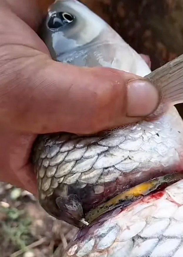 Cần thủ câu được con cá đeo nhẫn vàng trên cơ thể - 3