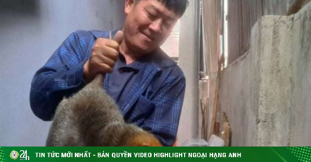 Bí quyết nuôi dúi má đào đẻ “sòn sòn” trong ngôi nhà 3 tầng của một nông dân Điện Biên, chi phí rẻ, lãi tăng lên