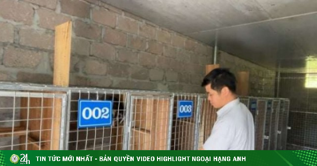 Đây là con vật "một mình một chuồng" nuôi thành công ở Lạng Sơn, chi phí rẻ, giá bán cả triệu đồng/kg?