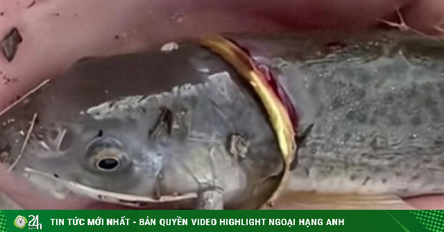 Cần thủ câu được con cá đeo nhẫn vàng trên cơ thể