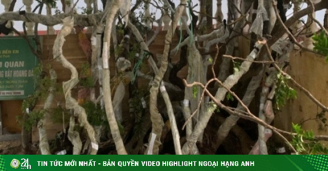 Phát hiện 122 cây muội hồng trong vườn nhà một hộ dân