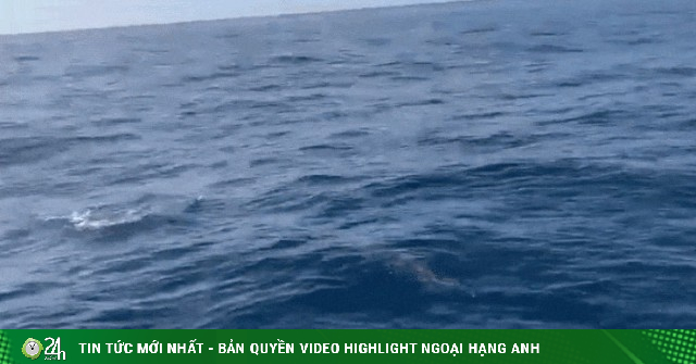 Đàn cá heo hàng trăm con xuất hiện trên biển Quy Nhơn, bơi lượn quanh tàu cá