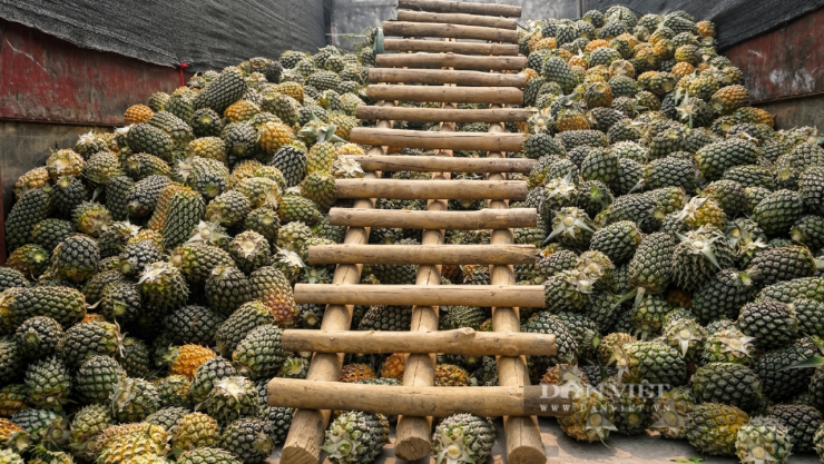 Hoàng Hữu.