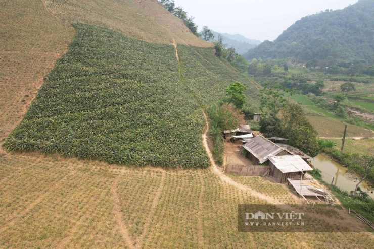 Hoàng Hữu.