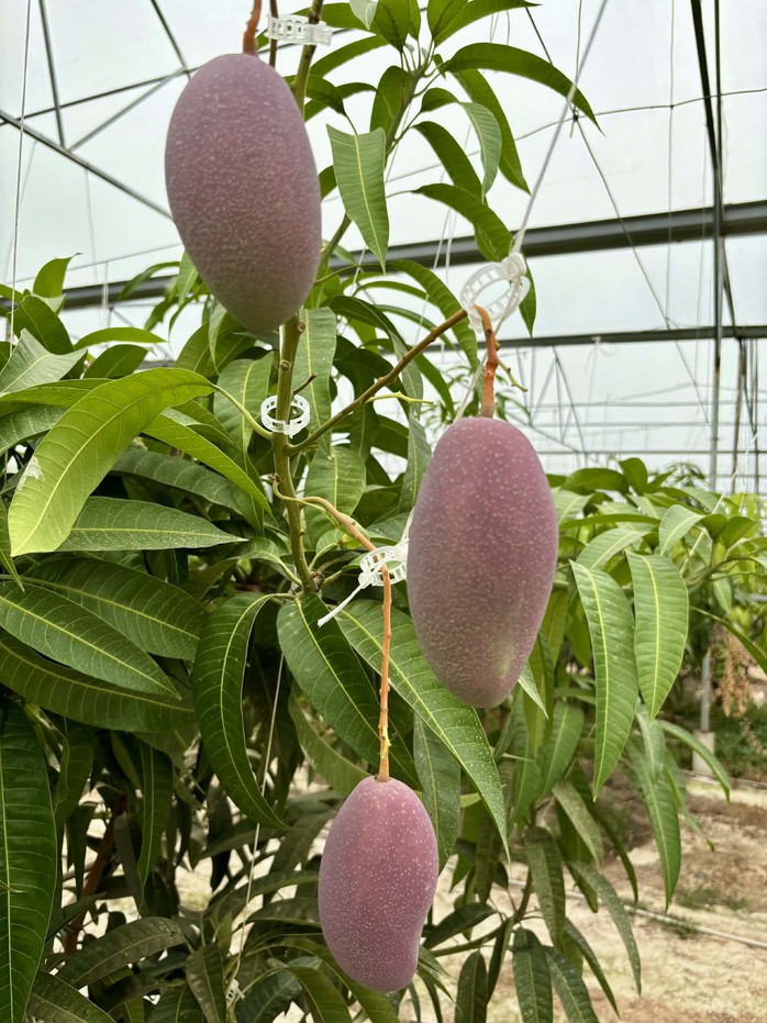 Vườn xoài Nhật ở ngoại thành TPHCM thu vụ đầu tiên