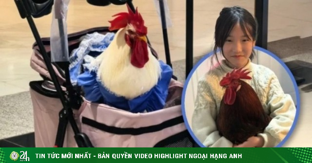 Nuôi gà làm thú cưng, cho đi xe đẩy như trẻ nhỏ