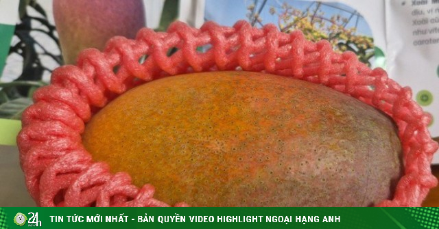 Trồng thành công giống xoài đắt đỏ nhất thế giới ngay tại TPHCM