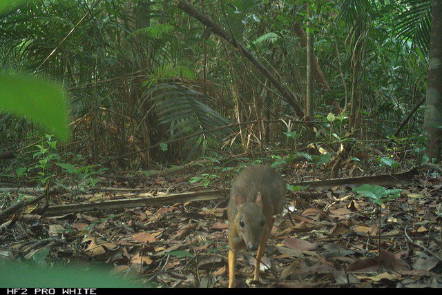 Cheo cheo, động vật có chân nhỏ, tung tăng trong rừng Hòn Bà.