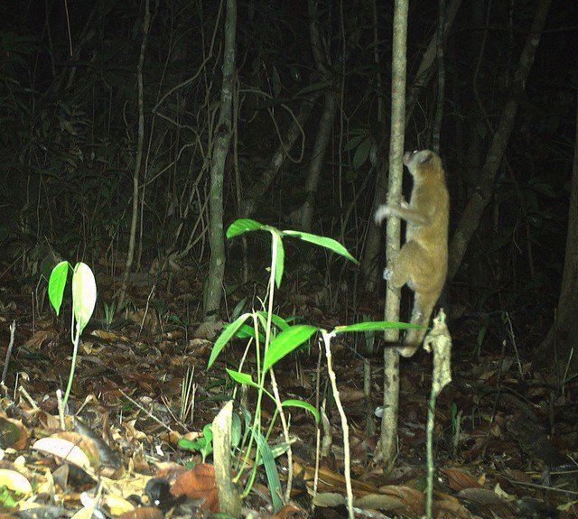 Cu li, động vật có thân hình nhỏ nhưng quý hiếm, xuất hiện vào ban đêm ở Hòn Bà.