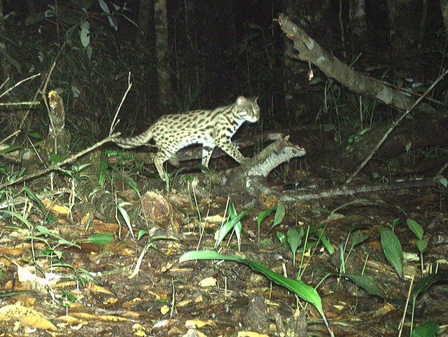 Mèo rừng, loài động vật có ánh mắt tinh nhanh, thân hình thon nhẹ xuất hiện ở Hòn Bà.