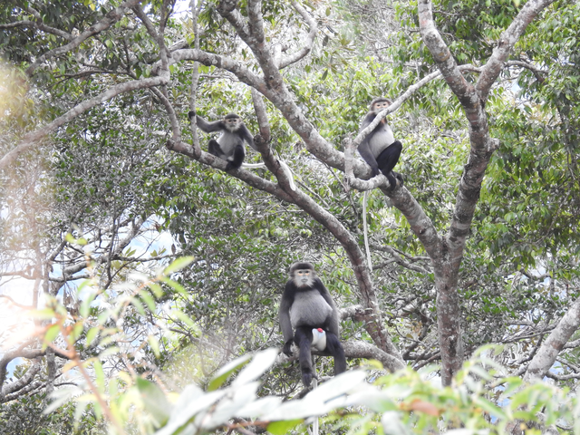 Một nhóm chà vá chân đen xuất hiện, tung tăng bên nhau.