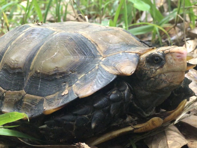 Rùa núi viền xuất hiện và di chuyển "thảnh thơi" trong núi rừng Hòn Bà.