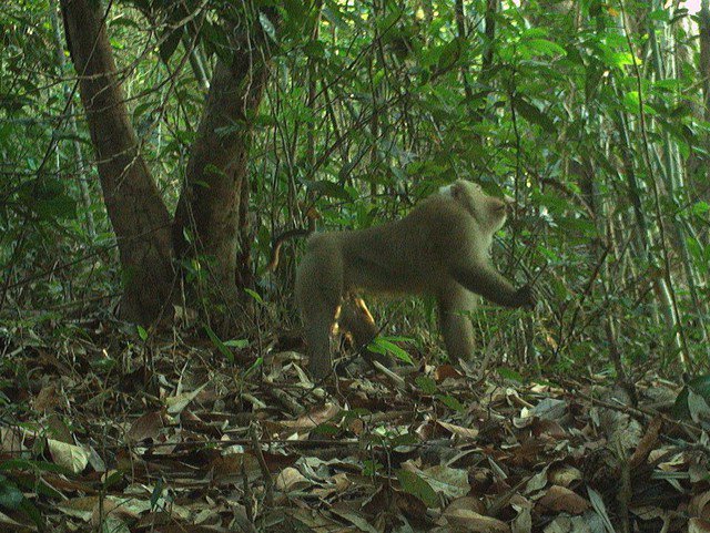 Khỉ đuôi lợn, động vật có mặt ở núi rừng của nhiều tỉnh miền Trung, xuất hiện ở Hòn Bà.