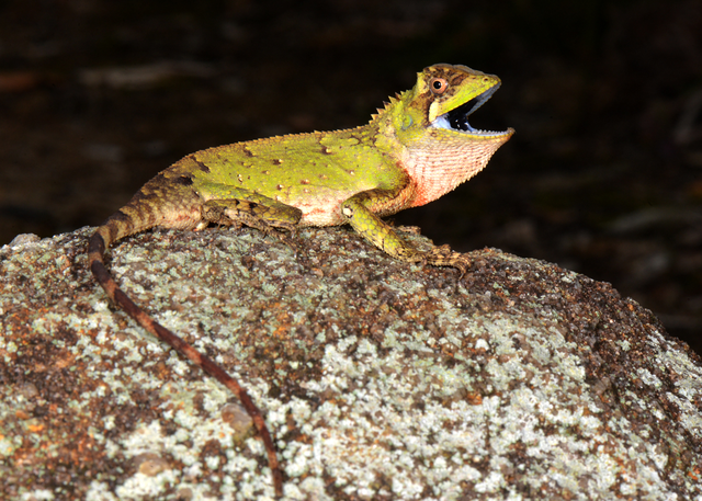 Kỳ nhông mào, động vật hoang dã, xuất hiện khỏe mạnh ở Hòn Bà.