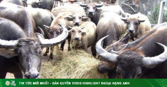 Từ 2 con nghé đến khối tài sản 5 tỷ, một người Long An, nay là tỉnh Tây Ninh nuôi trâu làm giàu kiểu "lấy mỡ nó rán nó"