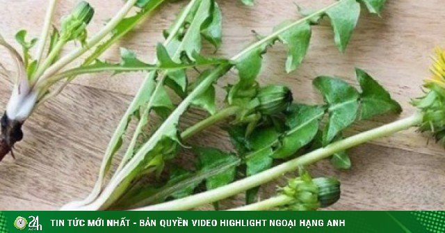 Việt Nam có cây thuốc đại bổ, tự mọc đầy vườn lại hay bị ngó lơ vì nhầm là cỏ dại