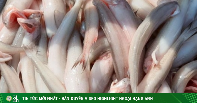 Loại cá trước bán rẻ nay thành đặc sản, người trung niên nên ăn giúp nhuận tràng, ổn định đường huyết