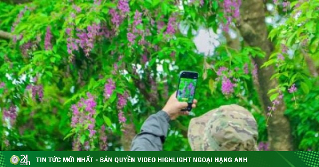 Đẹp nao lòng mùa hoa thàn mát trên bán đảo Sơn Trà
