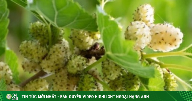 Cây thuốc bổ cực sẵn ở Việt Nam, bộ phận nào cũng dùng được nhưng ít người biết