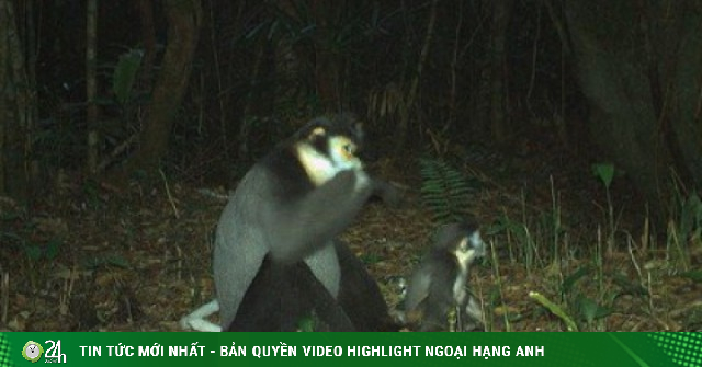 Hình ảnh ấn tượng về các loài động vật quý hiếm ở Hòn Bà của Khánh Hòa