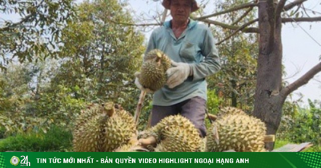 Giá sầu riêng ở ĐBSCL "chạm đáy"