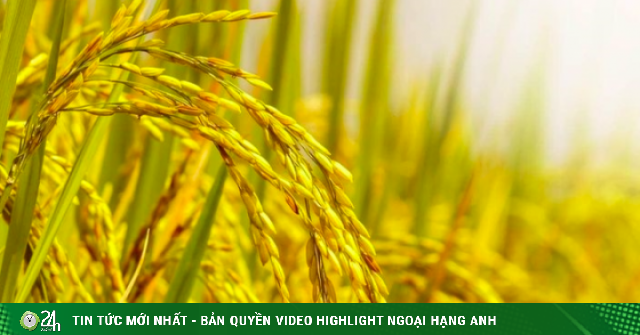 Nguồn gốc và ý nghĩa thành ngữ 'Lúa chín cúi đầu'