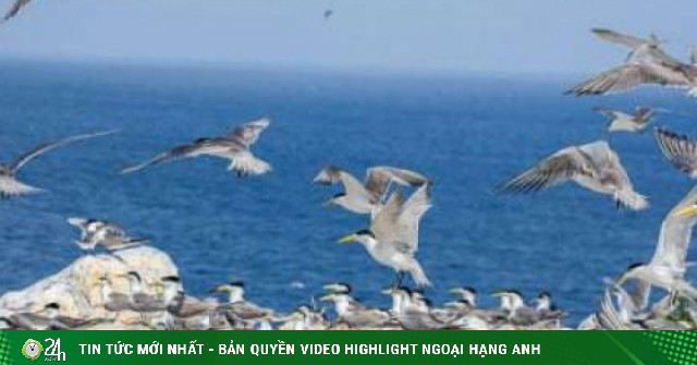 Hòn Trứng: Thánh địa chim hoang dã bất khả xâm phạm giữa biển