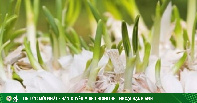 Tỏi mọc mầm - Lợi ích và lưu ý bạn nên biết