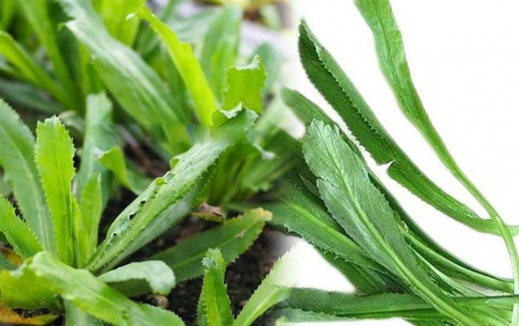 Không chỉ là rau gia vị quen thuộc, rau răng cưa còn được sử dụng trong nhiều bài thuốc dân gian