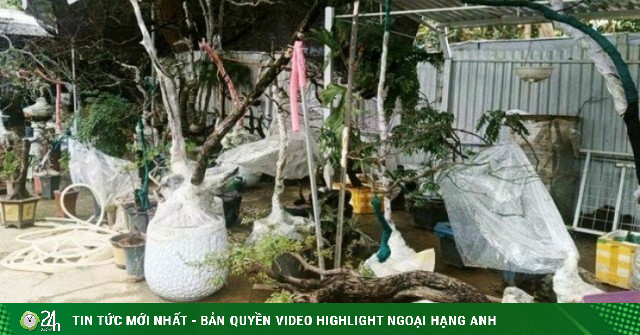 Cây muội hồng sau khi tịch thu có thể trồng lại về tự nhiên không?