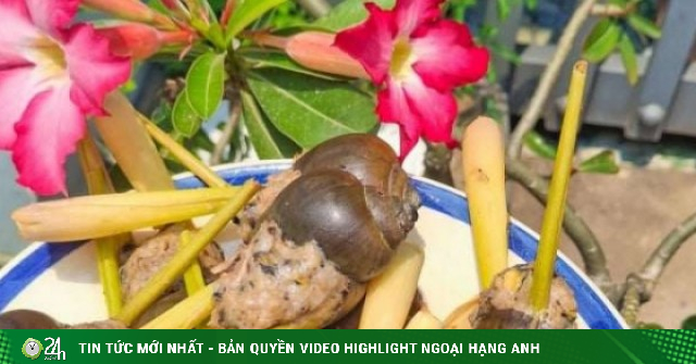 Loại thịt dân dã giàu protein, ít chất béo, nhiều khoáng chất, đem hấp cùng sả cực kì hấp dẫn