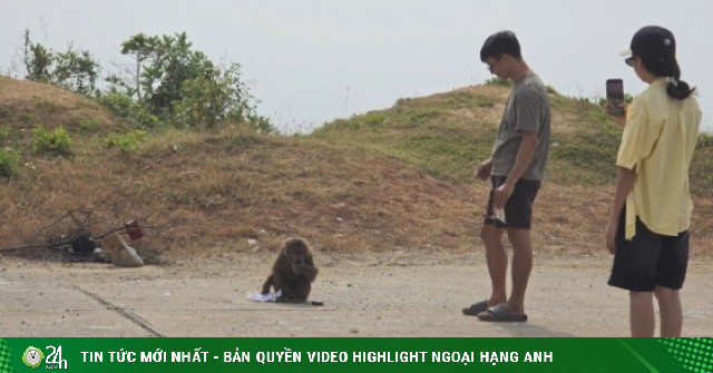 Khỉ tấn công du khách ở cung đường ven biển đẹp nhất Đắk Lắk, 5 người nhập viện