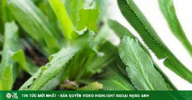 Rau răng cưa có gì đặc biệt? Công dụng với sức khỏe khiến nhiều người bất ngờ