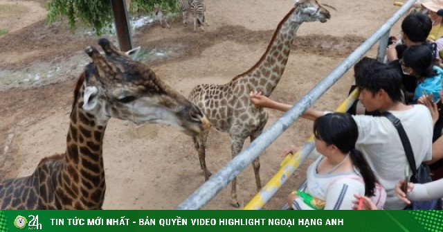 Đám cưới hươu cao cổ khuấy động Thảo Cầm Viên dịp 30/4