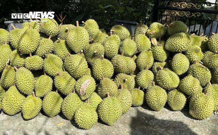 Sầu riêng sau thu hoạch không thể xuất đi do vướng khâu kiểm định, nhiều doanh nghiệp phải tạm ngưng thu mua để tránh rủi ro.