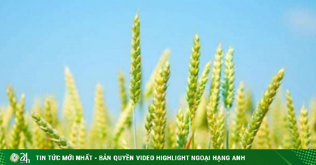 Có một loại lúa chín rồi cũng chẳng hề "cúi đầu", đó là lúa gì, Việt Nam có trồng được không?