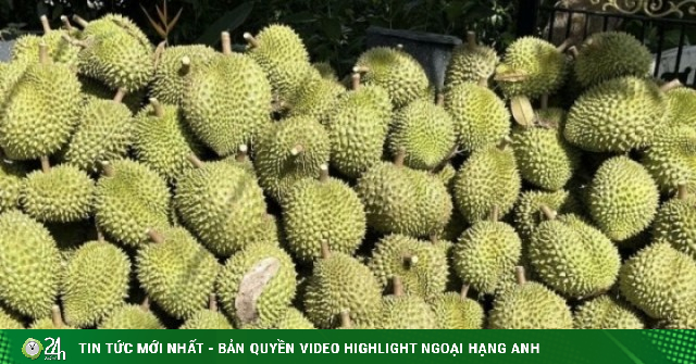 Giá sầu riêng Ri6 rơi tự do, nông dân đứng ngồi không yên