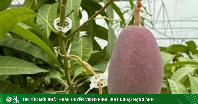 Trồng thành công giống xoài đắt đỏ nhất thế giới ngay tại TP.HCM