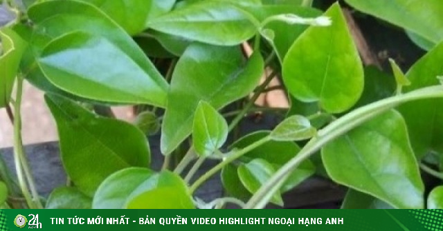 Việt Nam có “thần dược” giải độc, mát gan chẳng cần trồng vẫn mọc dại đầy vườn
