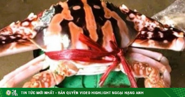 Vụ hóa đơn bữa ăn 18 triệu đồng: Ghẹ đỏ là hải sản gì mà giá tới 1,7 triệu/kg ở Sầm Sơn?