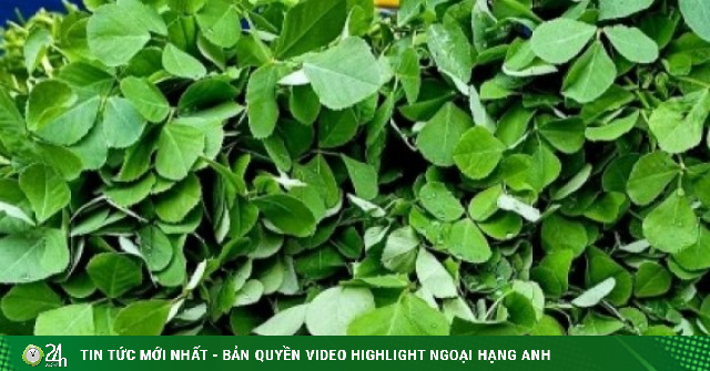 Thảo dược quý có mùi thơm khó quên, sử dụng thường xuyên ngày càng trẻ khỏe