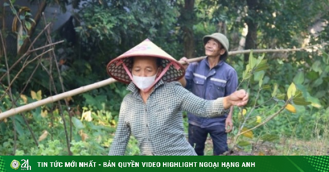 Săn trứng kiến trong rừng, kiếm tiền triệu mỗi ngày