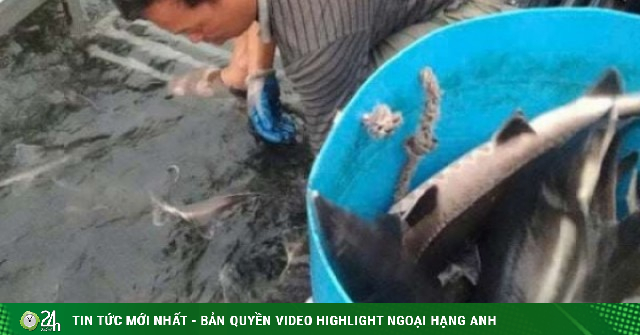 Loài cá có từ thời cổ đại, toàn thân là sụn, ưa sống nước lạnh, nhưng nhiều người thường gặp sai lầm khi tham mua cá to