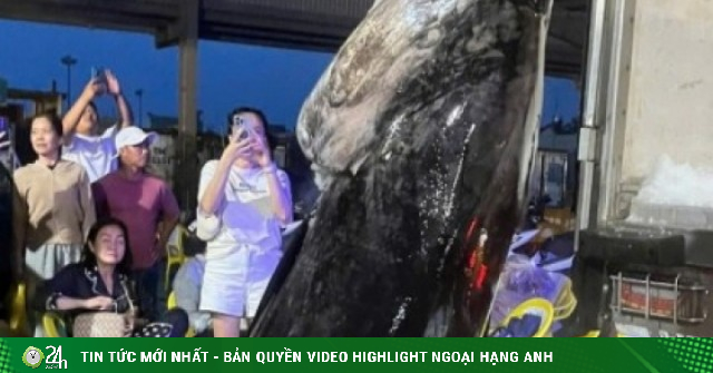 Ngư dân Gia Lai trúng đậm cá ngừ, có con nặng hơn 300kg