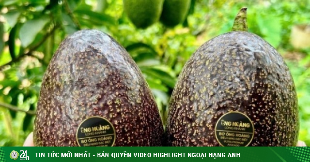 Bơ 160.000 đồng/kg vẫn ‘cháy hàng’, khách muốn mua phải đặt trước cả tháng