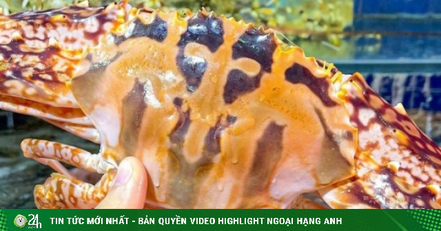 Ghẹ đỏ bổ dưỡng thế nào mà giá cả triệu đồng/kg? Khi ăn nên chọn ghẹ đỏ hay ghẹ xanh?