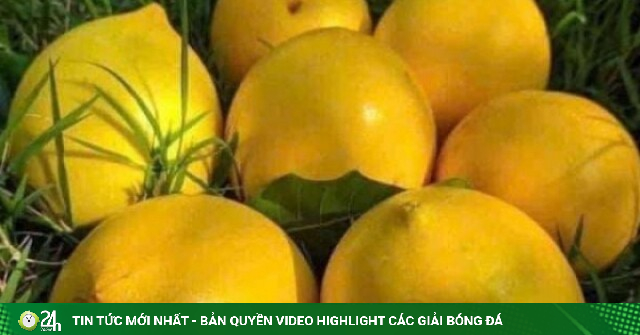 Từ loại quả nhựa nhiều, vị chát, nhanh hỏng, anh nông dân Bà Rịa-Vũng Tàu, nay là TPHCM làm loại trà đạt 3 sao OCOP