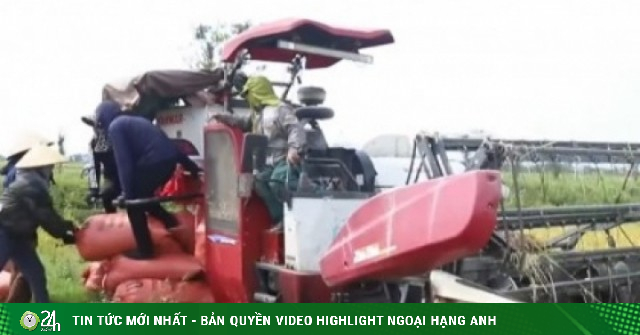 Lúa được mùa, giá xuống thấp, nông dân Hà Tĩnh chật vật tìm đầu ra